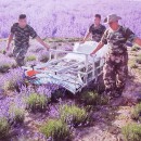 Masina de recoltat lavanda